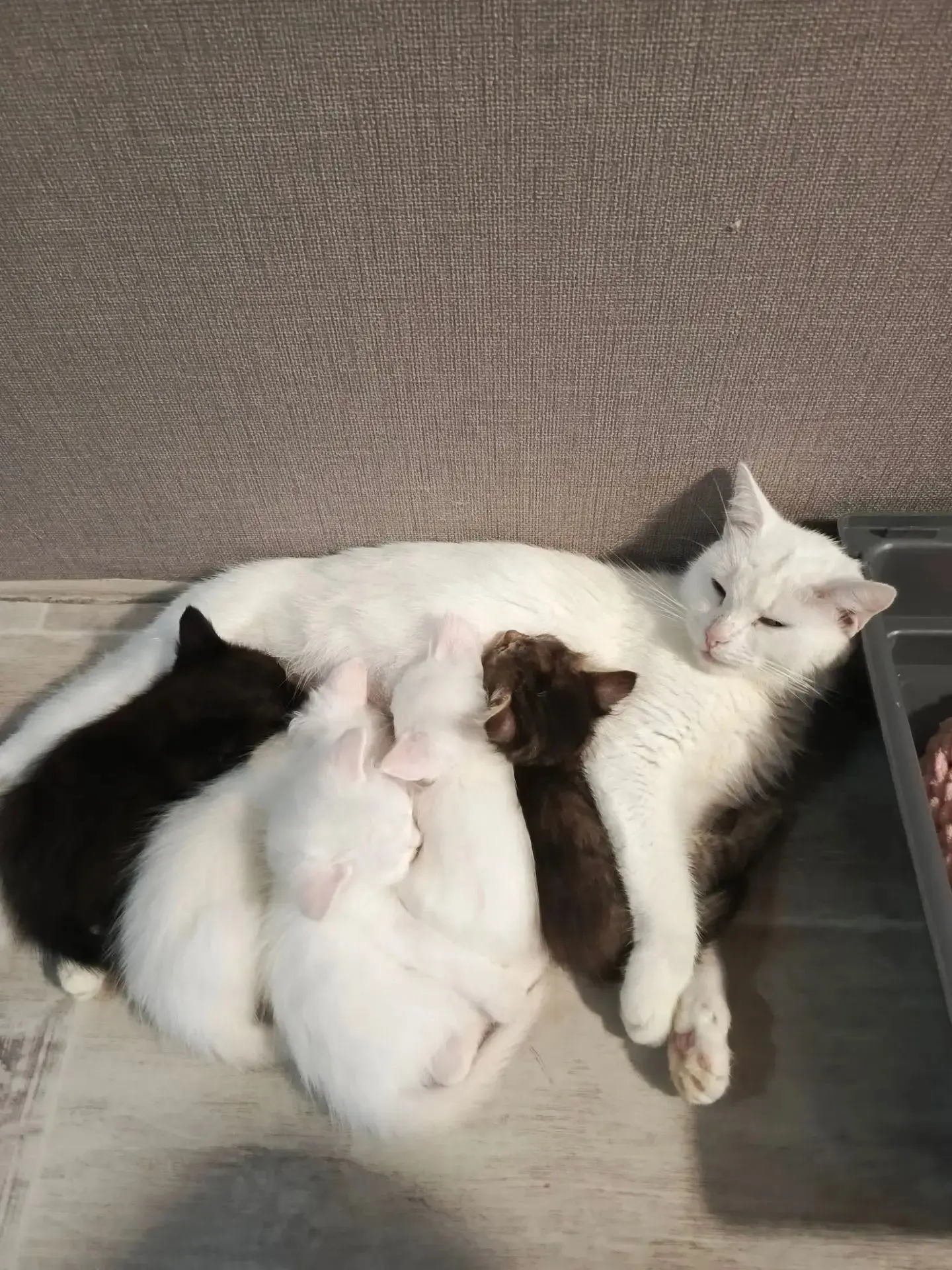 Пристрой котят в ответственные и любящие руки! Котята рождённые 11 июля, кушают, ходят ...
