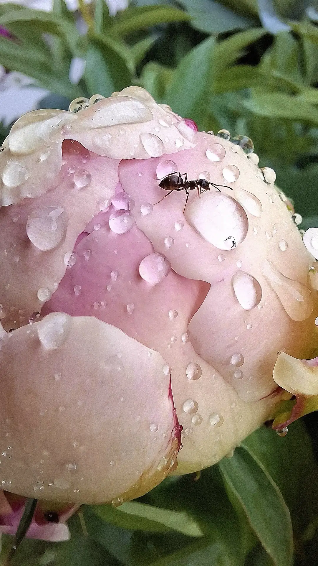 Дождь умывает мир, придавая ему новое сияние🌧
 maxn4

👤 Поле Перекати

КОММЕНТИРОВАТЬ ⬇️ 

Источни