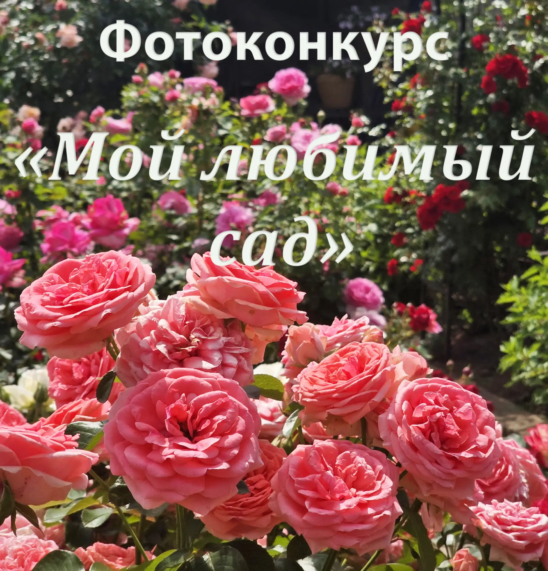 🌺🌹🌸 «Мой любимый сад» — новый фотоконкурс газеты «Звезда Гафури»!

❤Друзья! Лето — пора буйства к