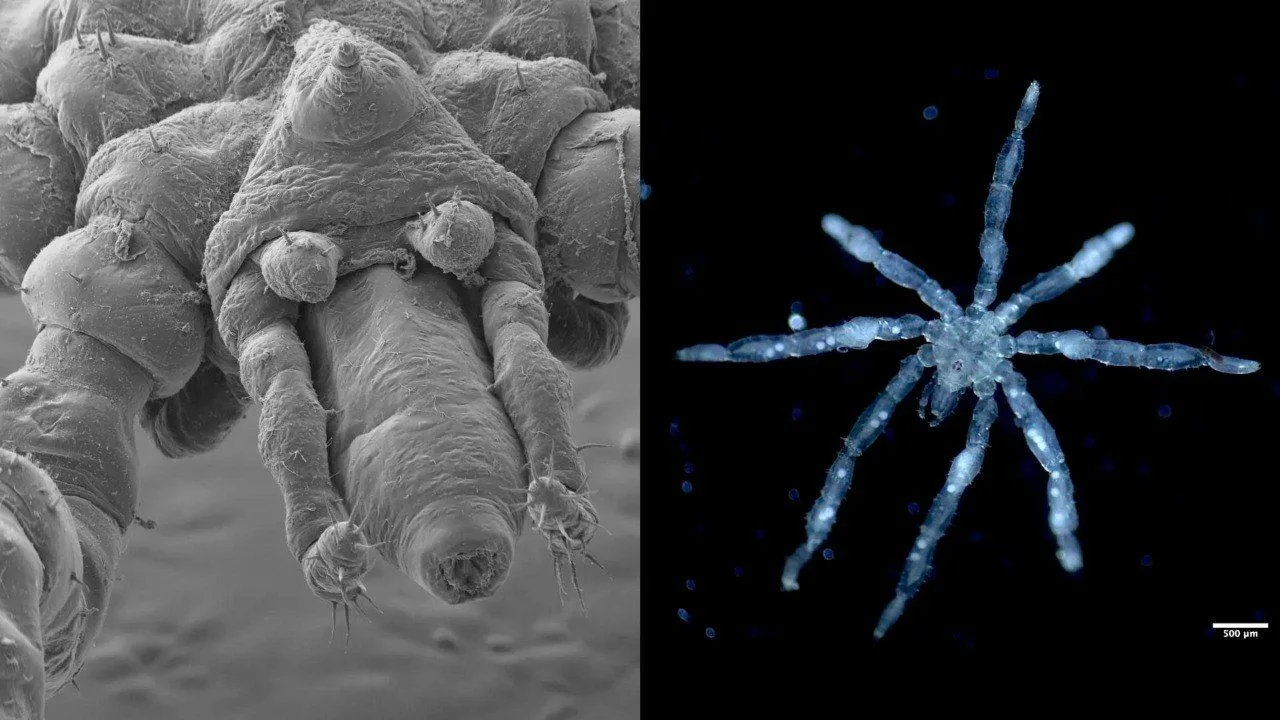 🕷 Канада решила догнать Австралию: в стране за 100 лет впервые нашли два новых вида па...