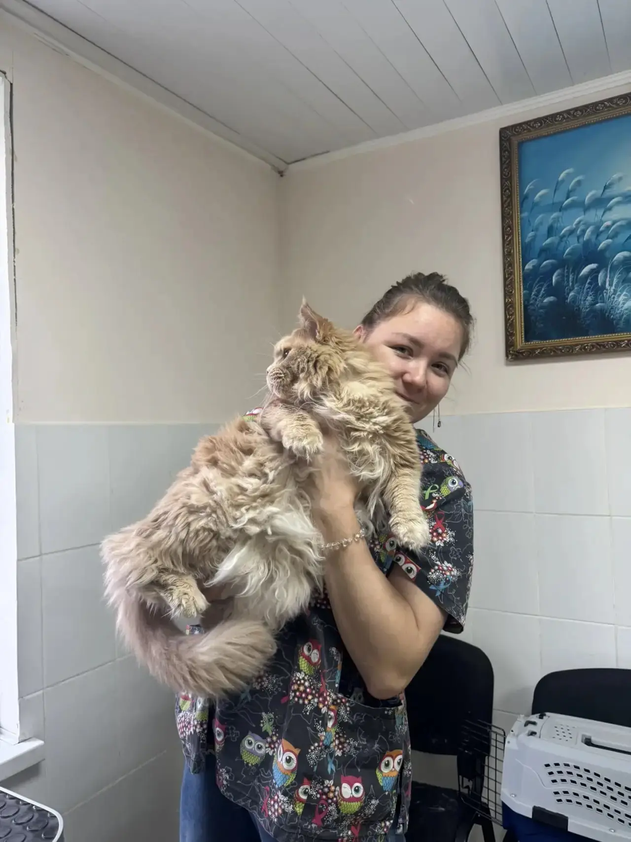🐾 Почему мейн-куны такие большие? Разбор от ветеринарного врача 🐻‍❄