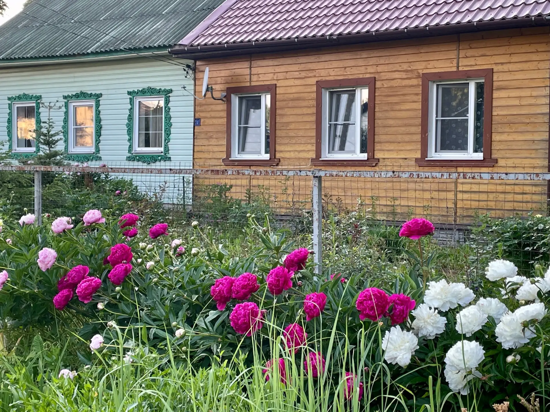 Село Парковый встречает гостей пышным цветением пионов! В этом году наши пионы особенно...