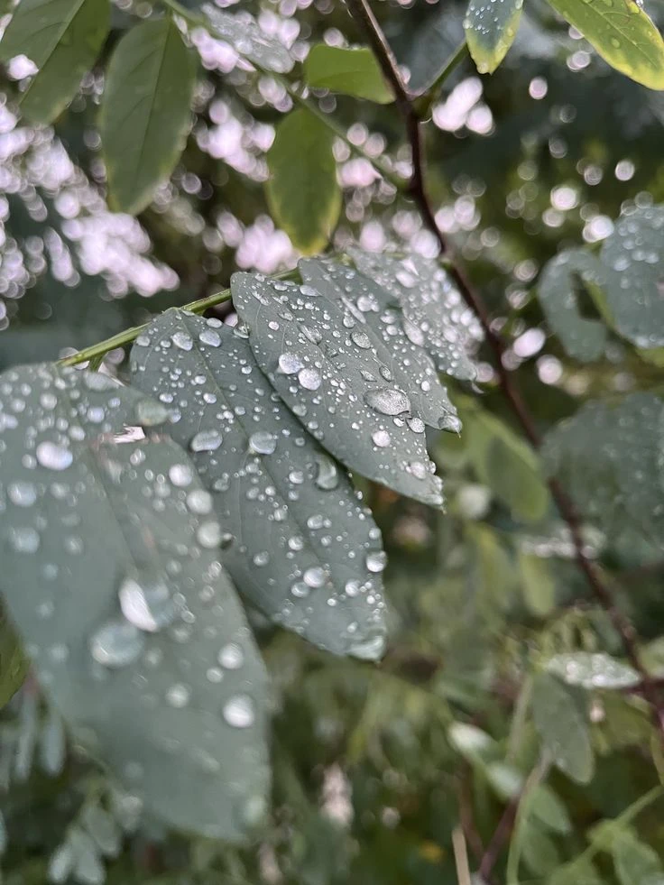 Прогноз погоды в Хабаровске на 31 августа 🌧️