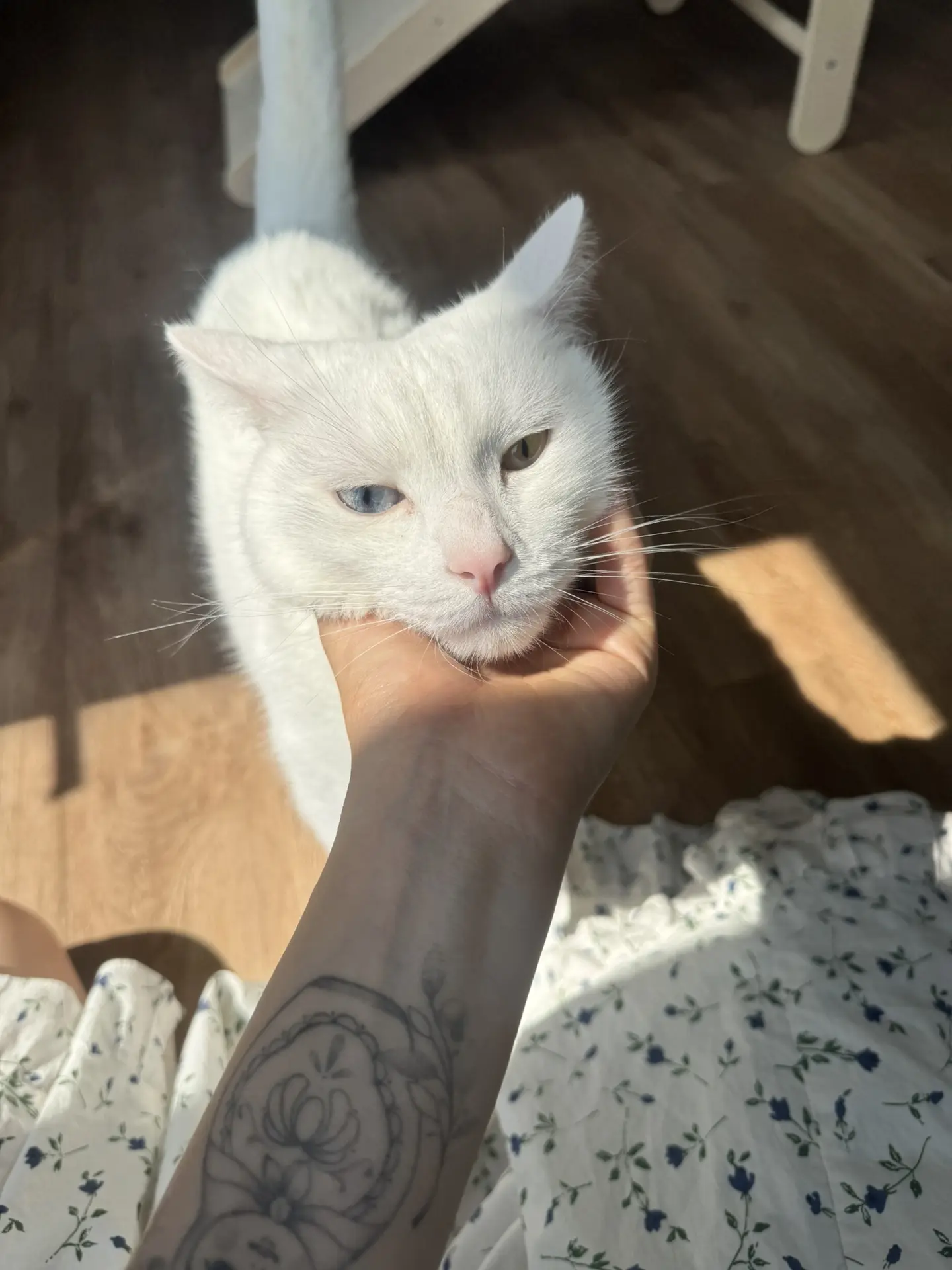 Соседский кот 🐈 
Так красиво, когда глаза разного цвета:)

А у нас в доме никогда не было котов. То