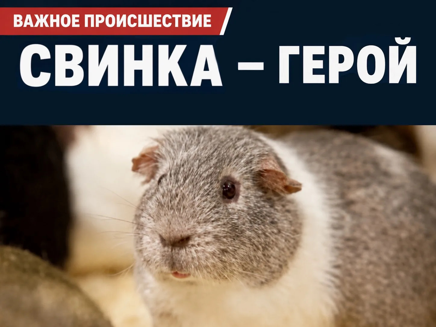 🚨 Новости, которые мы заслужили:

Морской свин прорвался в женский вольер и теперь готовится стать 
