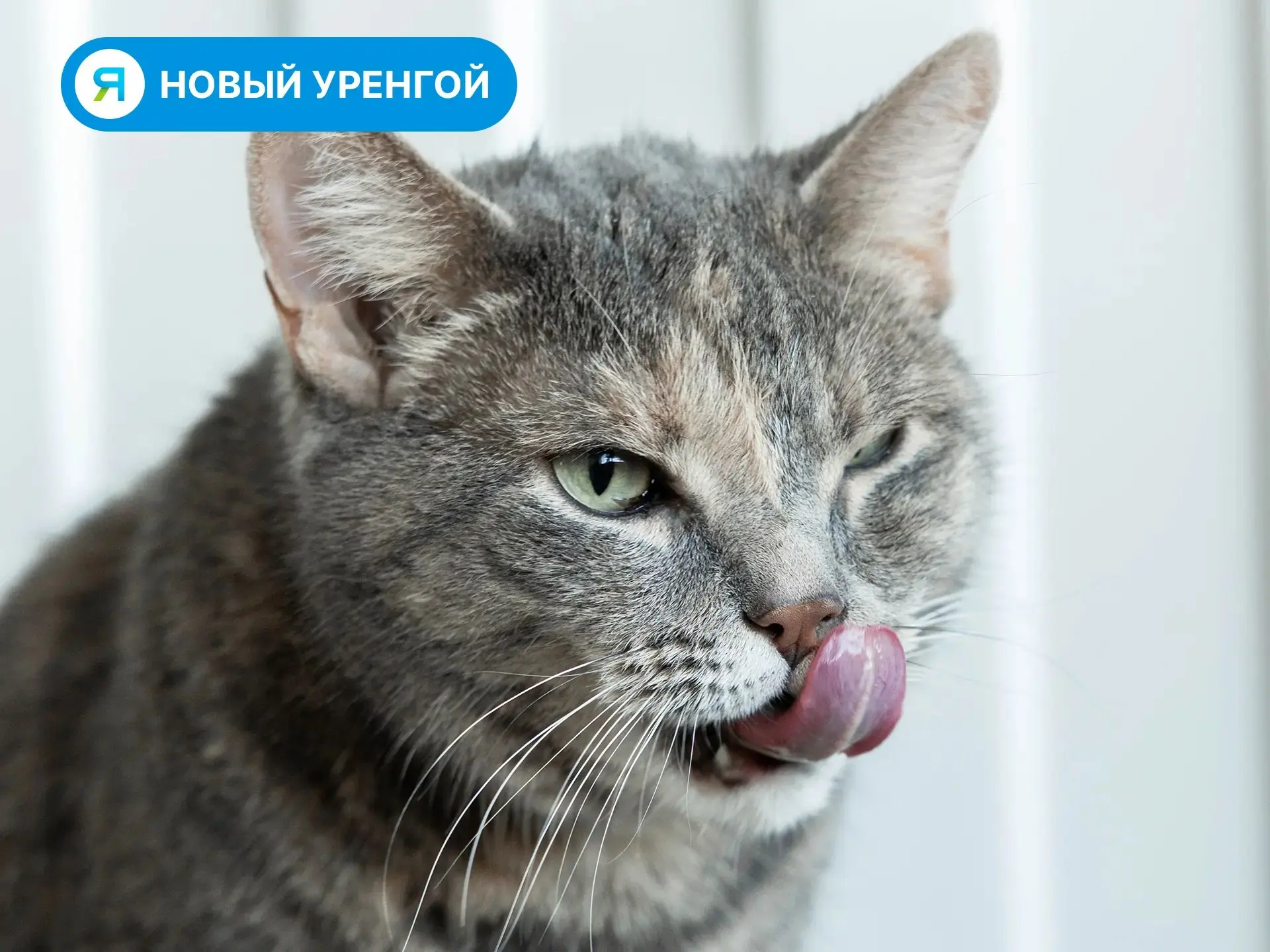 День открытых дверей в приюте «ГороДог»!