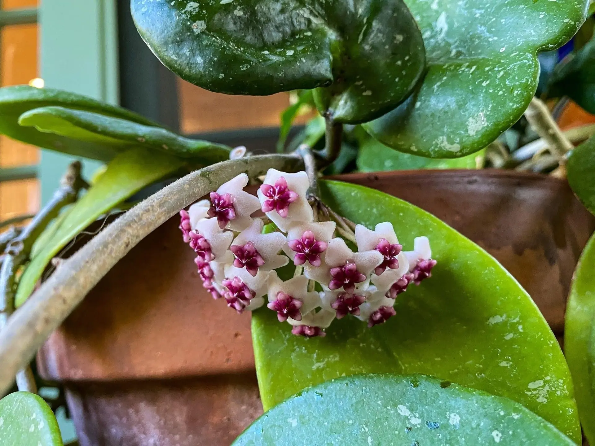 Хойя растёт три года, а цветов — НОЛЬ. Почему? 🌸