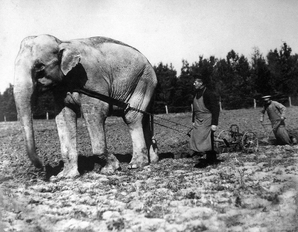 Слон из зоопарка, запряженный в плуг, Болгария, 1900 год.

Фотоальбом | подписаться
