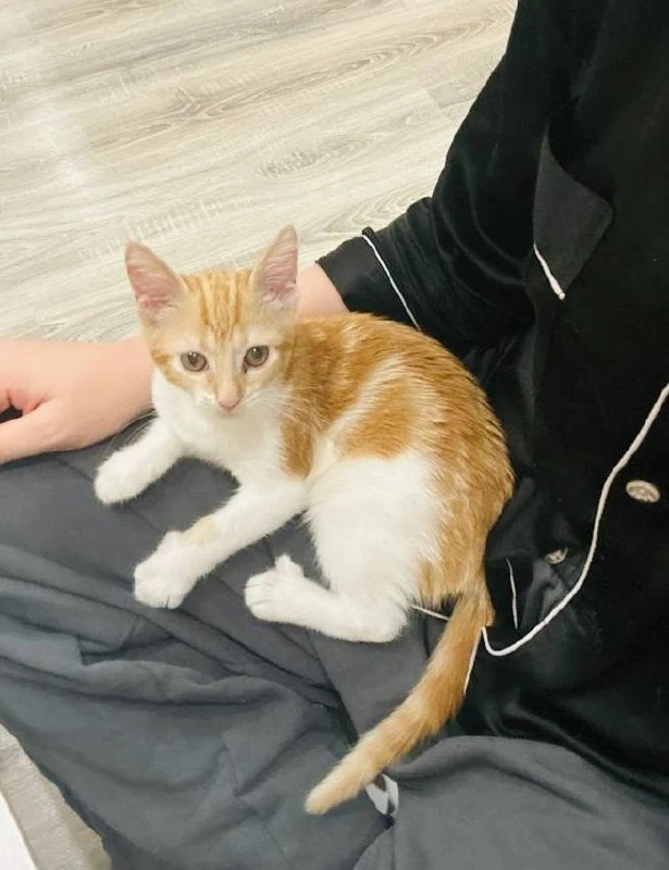 Добрый вечер. Нашелся котенок, мальчик, на вид 4-5 месяцев. Очень ручной и ласковый. Взяли на переде