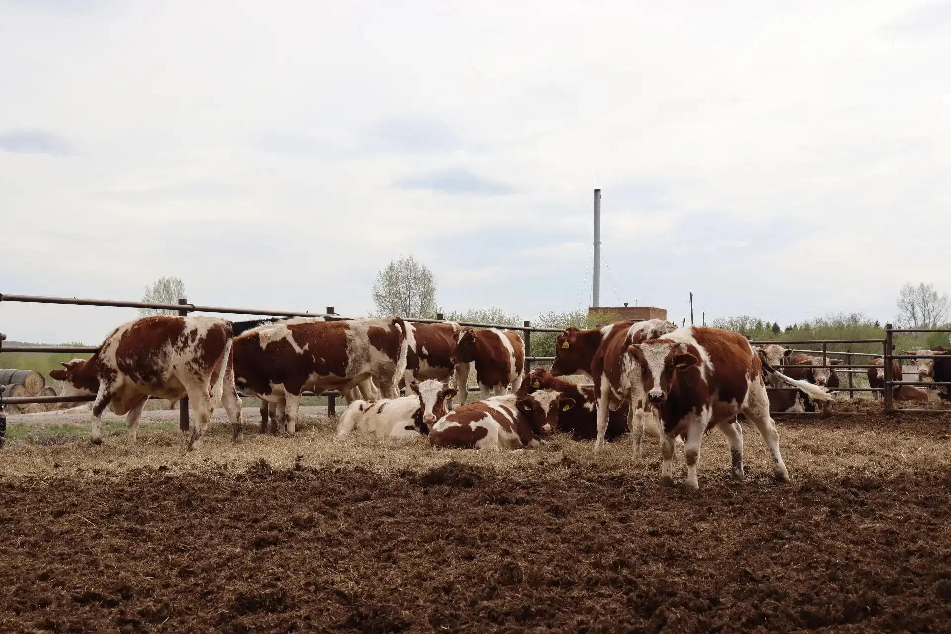 Фермеры Красноярского края могут получить компенсацию 60% затрат, но не более 20 млн ру...