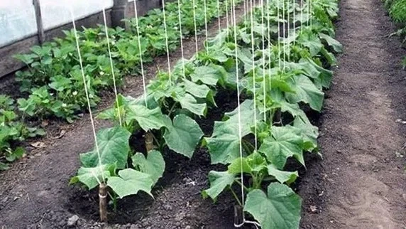 🥒 ОГУРЕЧНЫЙ РЕАНИМАТОР: Почему перекись водорода должна быть в вашей садовой аптечке?