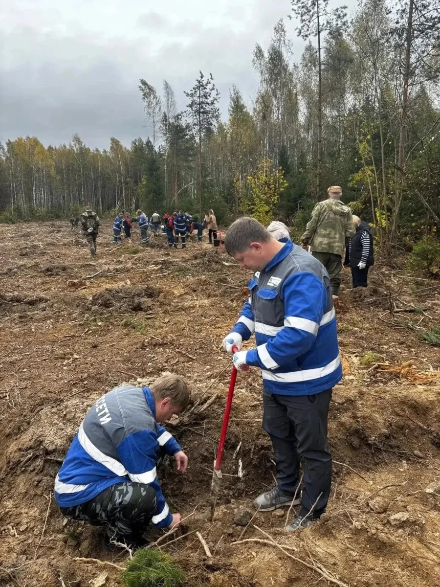 В Калужской области за день высадили 6 тысяч сосен