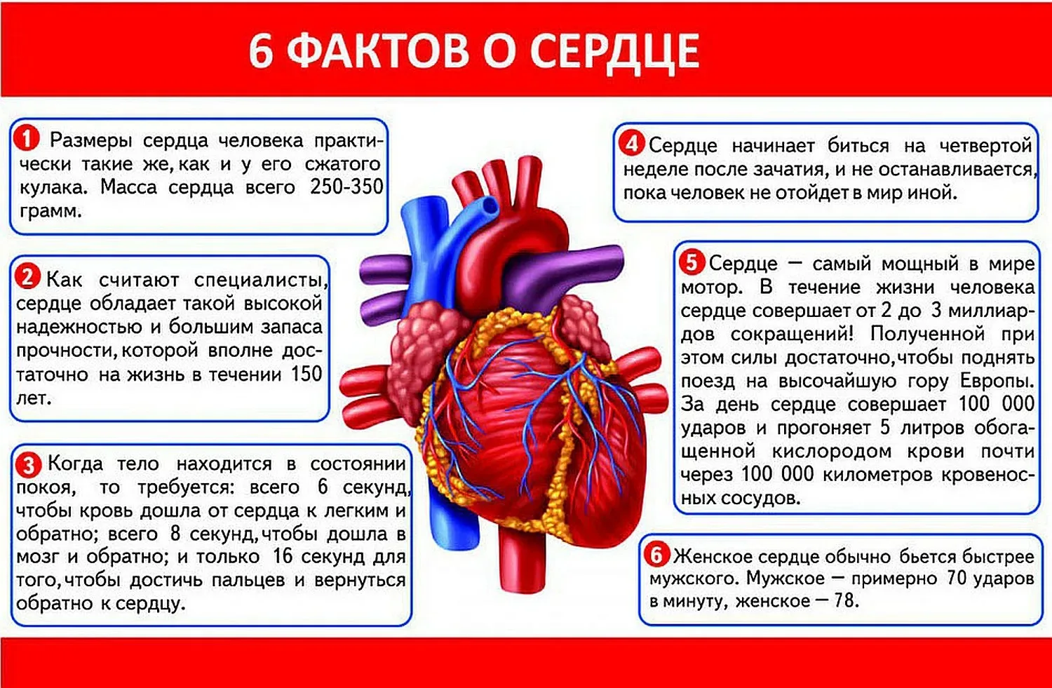 📌6 фактов о сердце в честь Всемирного дня кардиолога ♥️ #сердце