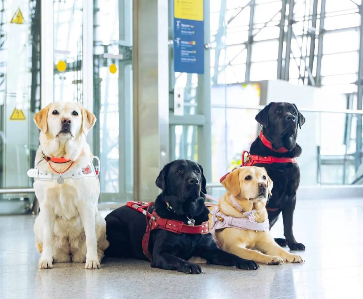 🐕 Собаки-поводыри из Балашихи на выставке во Внуково