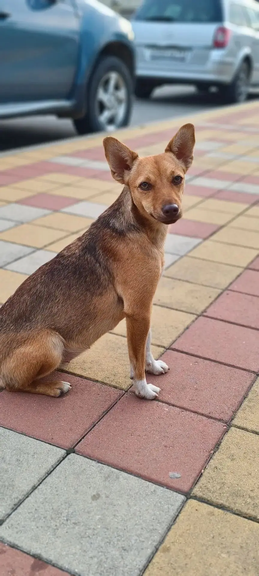 🐾 ЧЬЯ ПОТЕРЯШКА?