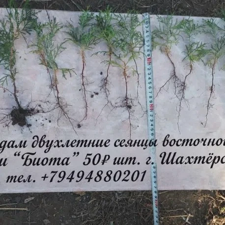 Источник: https://vk.com/wall-180562232_179230