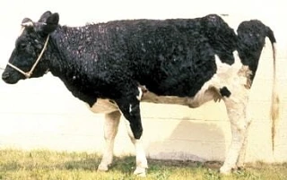 Заразный узелковый дерматит, ЗУД – это трансмиссивное заболевание коров для которого характерны оспе