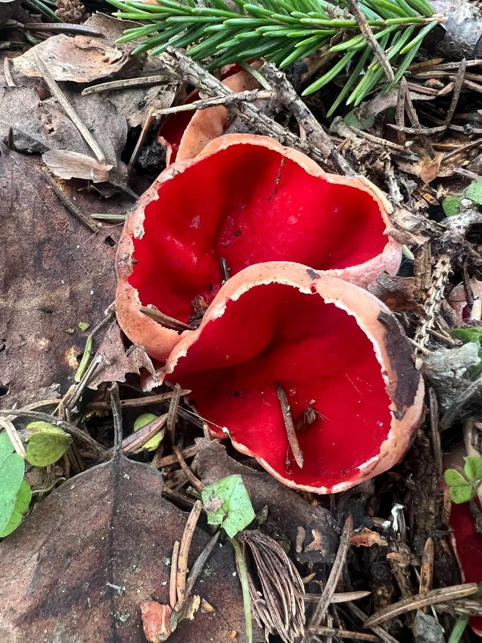 Вот исправленный текст:  🍄 Алая эльфова чаша: в Зеленограде заметили первые весенние грибы  Весна вс