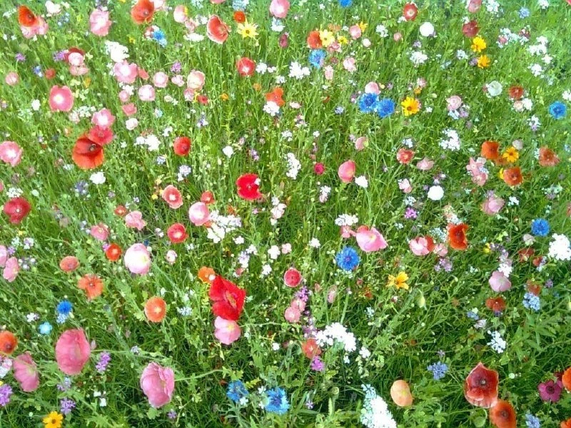 Мавританский газон вместо скучной травы 🌼

Пёстрый луг прямо на участке: низкие злаки вперемешку с 