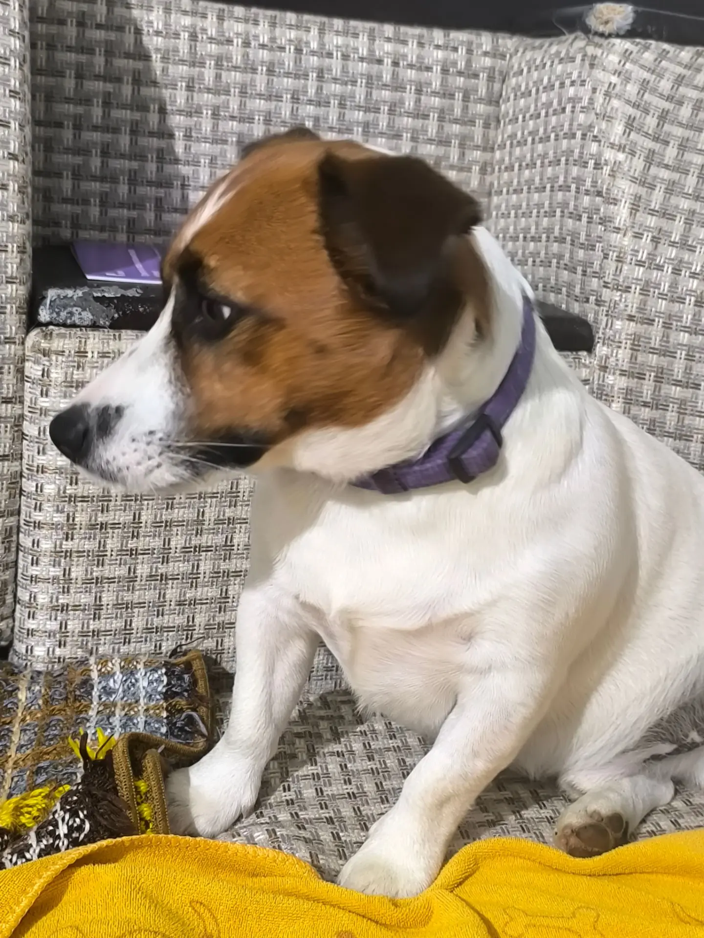 Знакомьтесь, Джек. 🐶