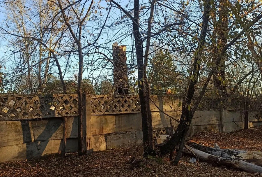 🌳В Белогорске произошла трагедия: мужчину убило упавшее дерево