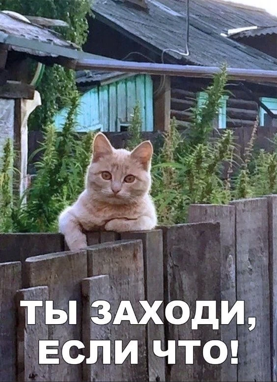 🚓 Ставрополец угрожал гостю вилами из-за испачканного паласа