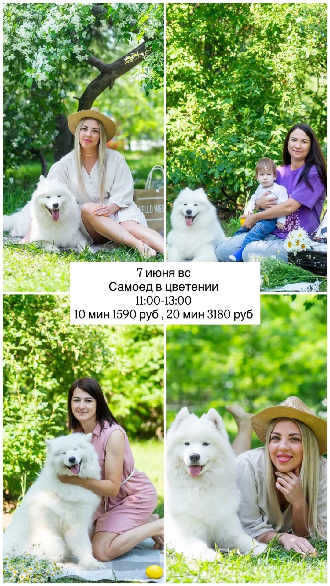 Фотопроект с самоедом в цветении от 10 мин 1590 руб