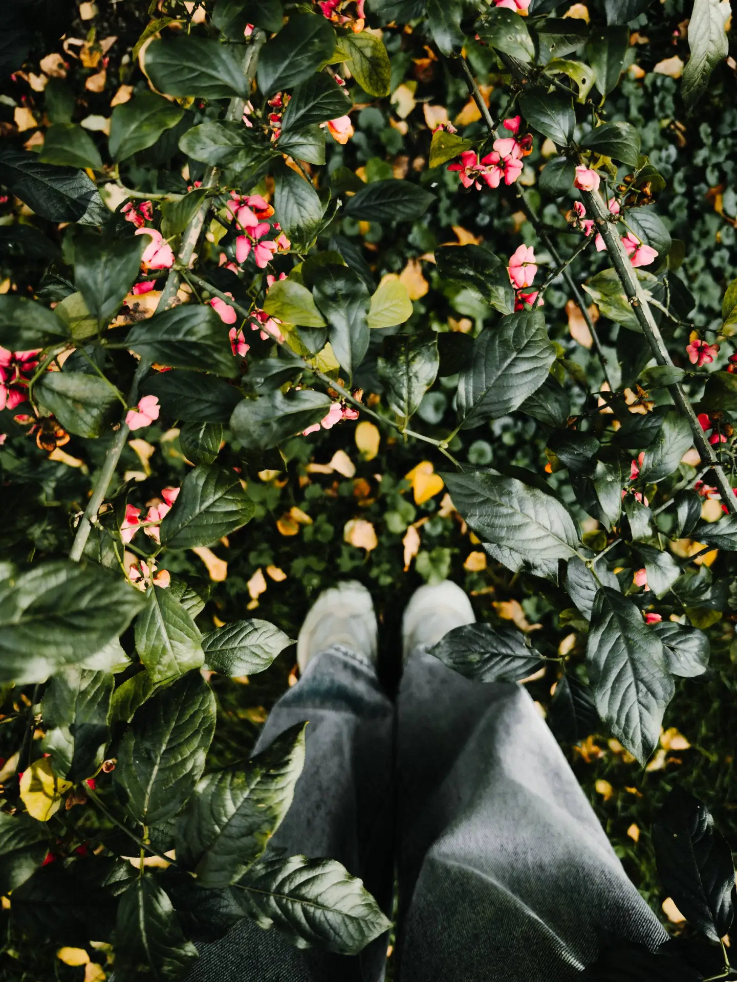 iPhone 16 pro | LR