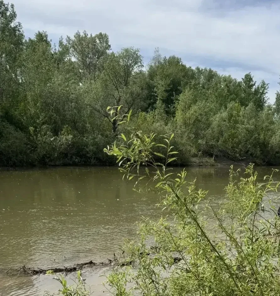 В июне в реках Алтайского края сохраняется высокий уровень воды, она мутная, есть водов...