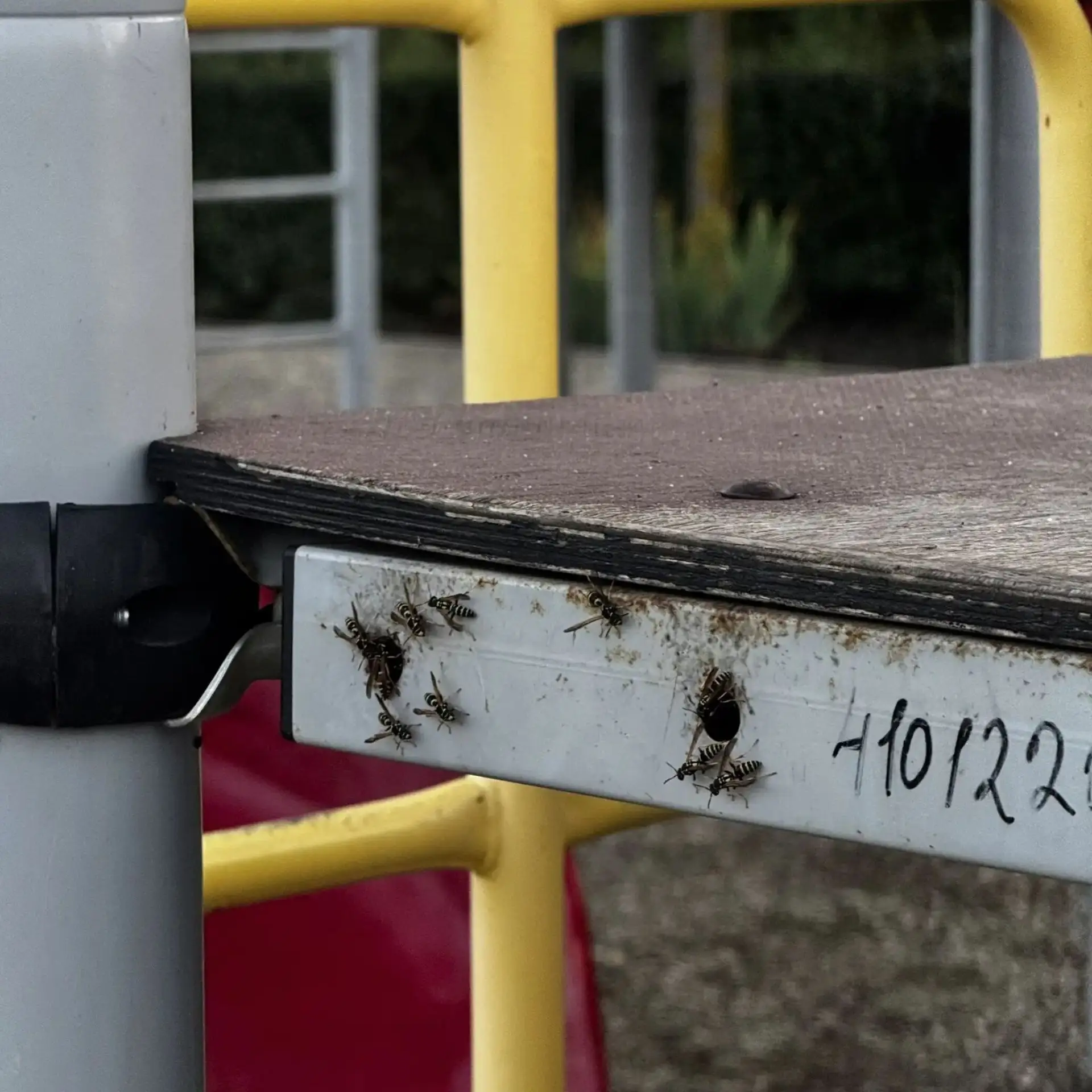 Осы обосновати себе гнездо в парке на Южном и жалят детей. Поселились перепончатокрылые на детской п