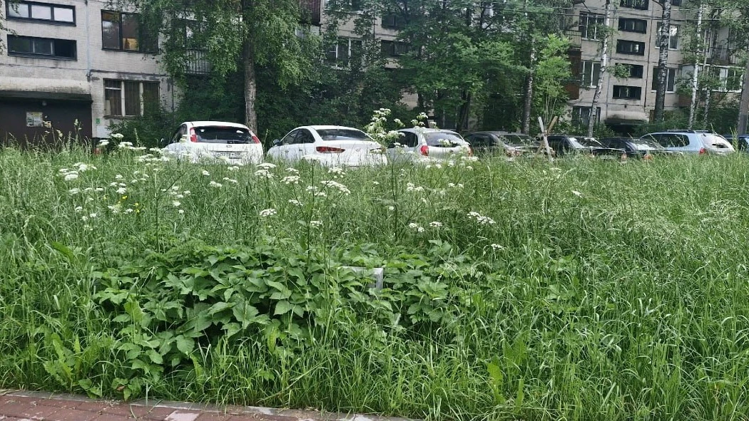 🌱 «Скошите траву и борщевик!» 😒