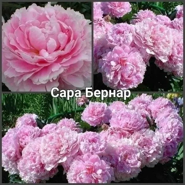 🌸 ПИОН «САРА БЕРНАР»🌸