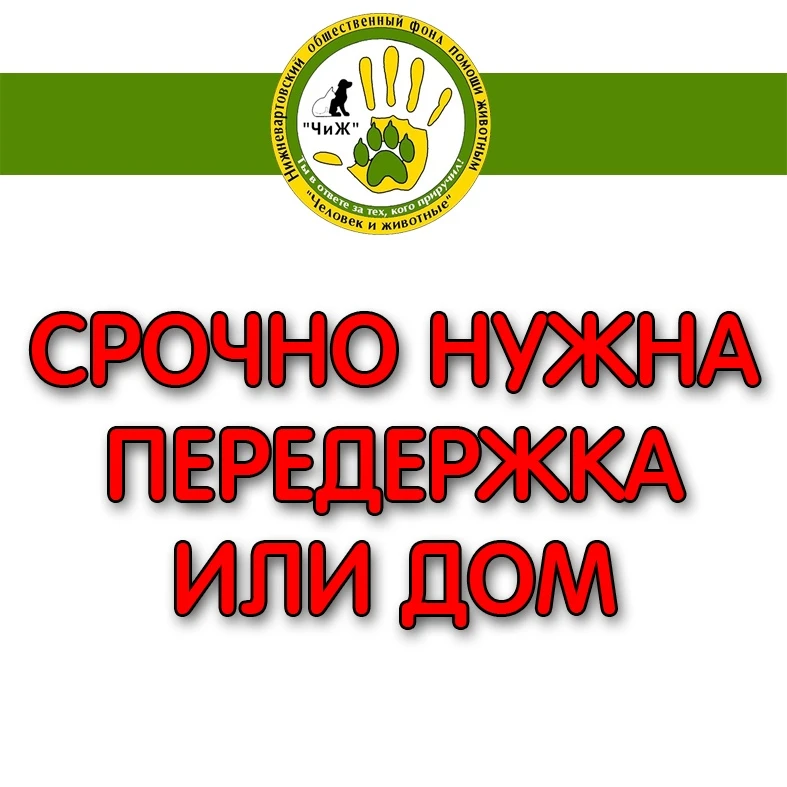 СРОЧНО НУЖНА ПЕРЕДЕРЖКА ИЛИ ДОМ!
https://vk.ru/id649539648
При наличии стабильной передержки или при