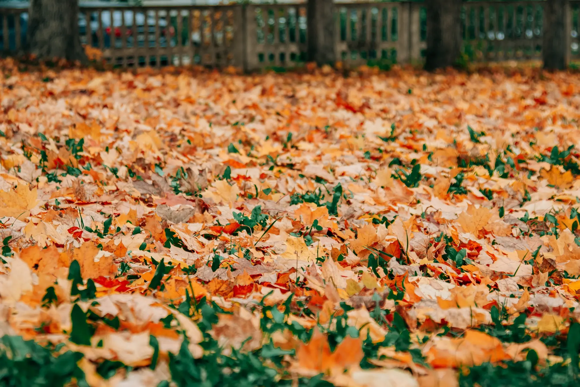 ☕️🍂 Доброе утро, друзья!