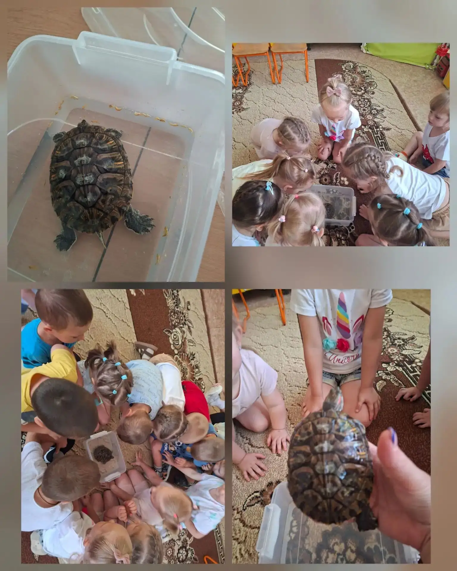 В группе ☀️☀️ Лучики☀️☀️ был необычный гость " красноухая черепаха"🐢