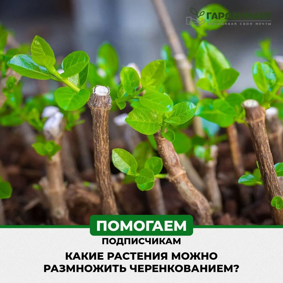 Какие растения можно размножить черенкованием в сентябре и получить бесплатный посадочн...