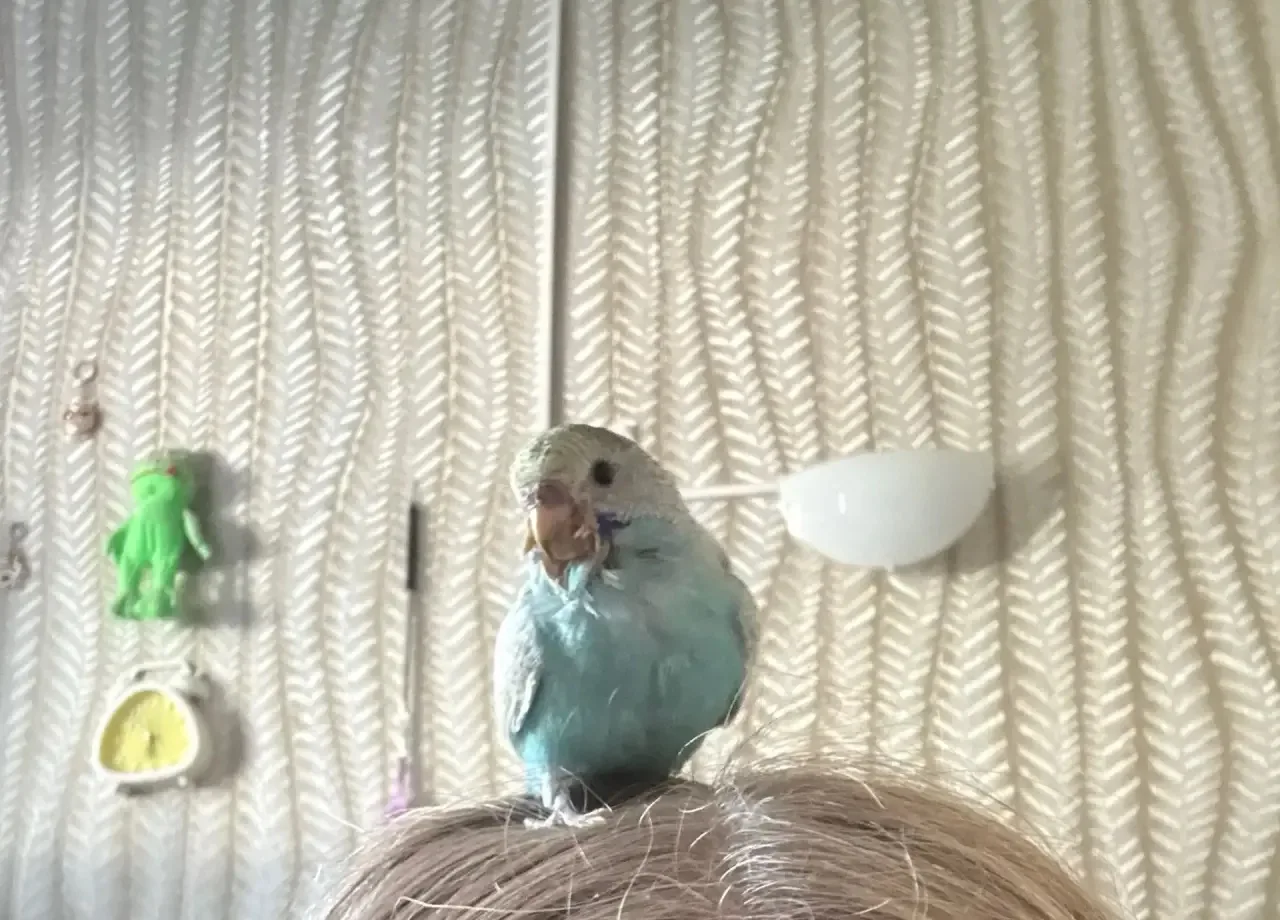 🚨 СРОЧНО! Помогите найти попугая! Максимальный репост! 🦜🙏

Сегодня на улице Урицкого, 28 в Дубне 
