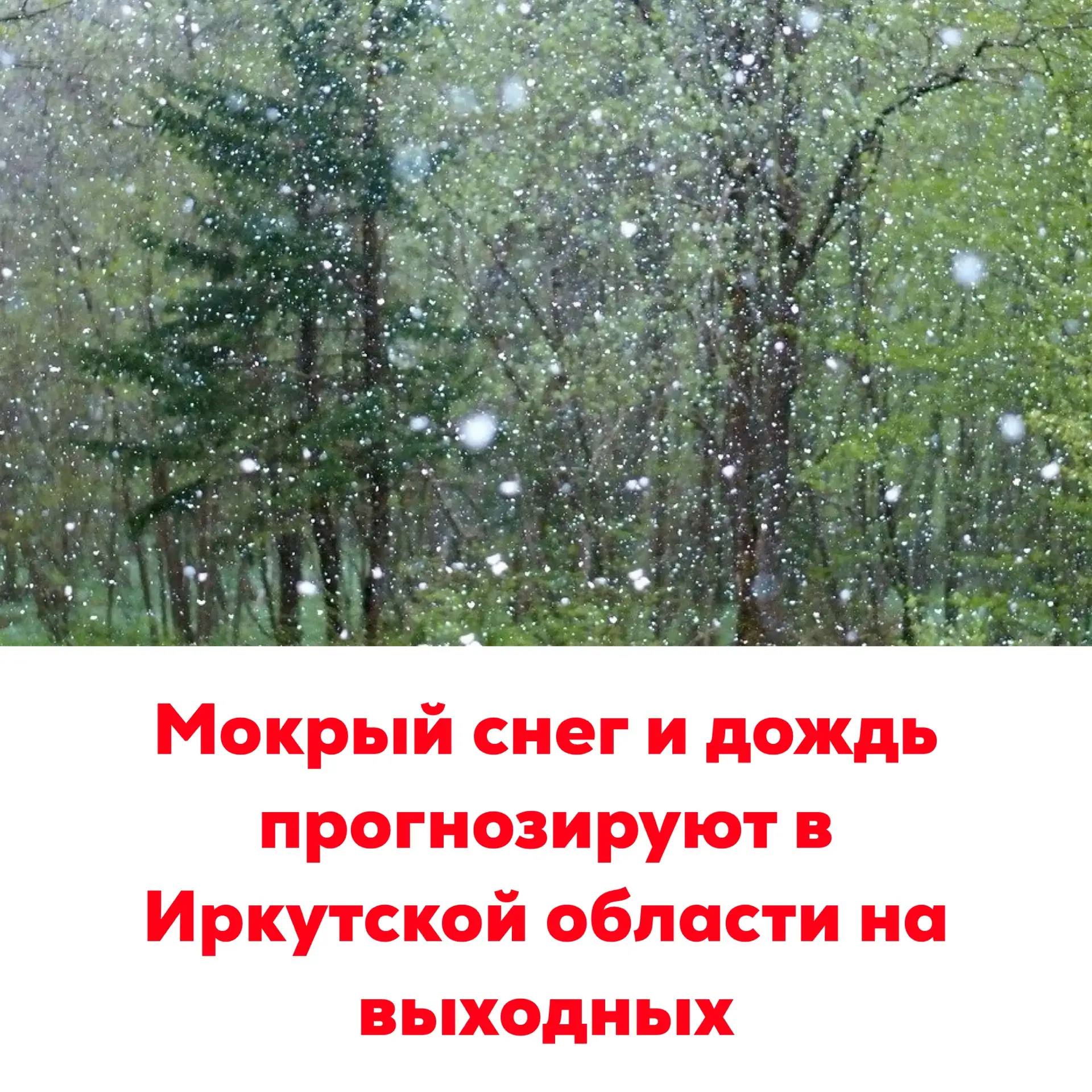🔴Мокрый снег и дождь прогнозируют в Иркутской области на выходных