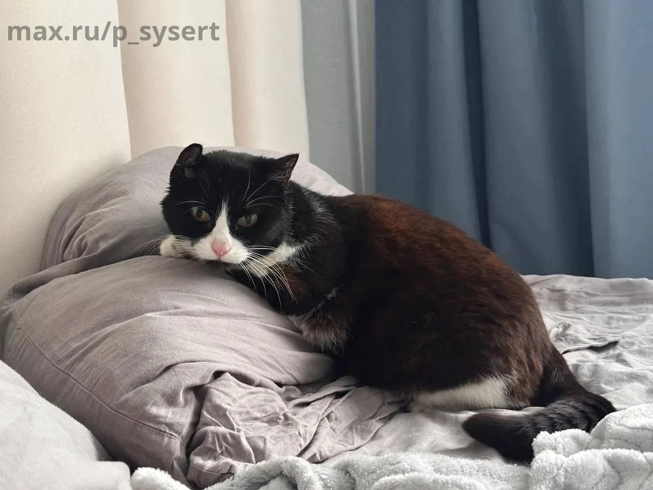 Замечательная ласковая кошечка в добрые руки. Нежная, ласковая, любит гладиться. Возрас...