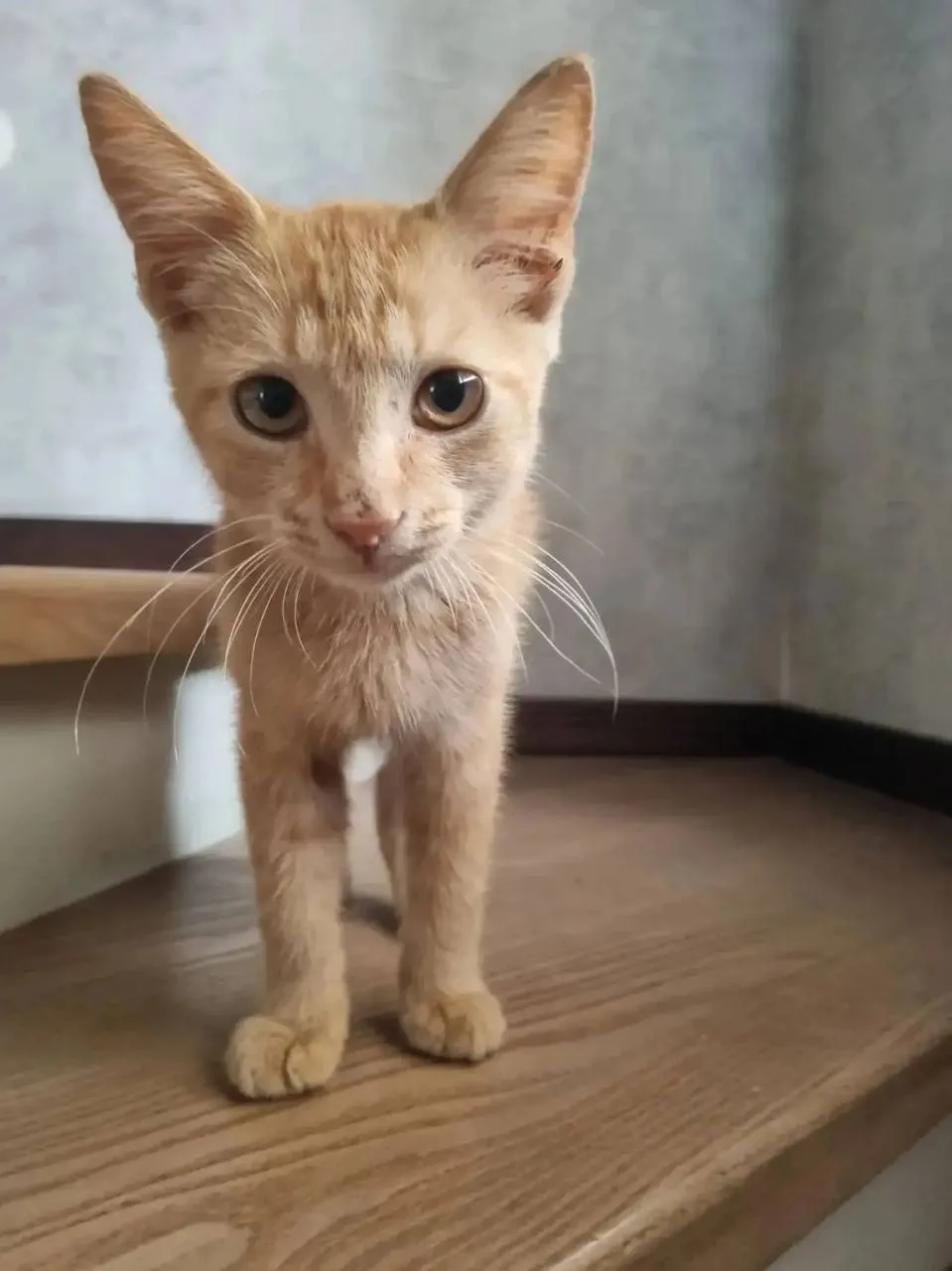 ❤️ Котёнок Марс нашёл свой дом и желает каждому котику обрести свою семью!