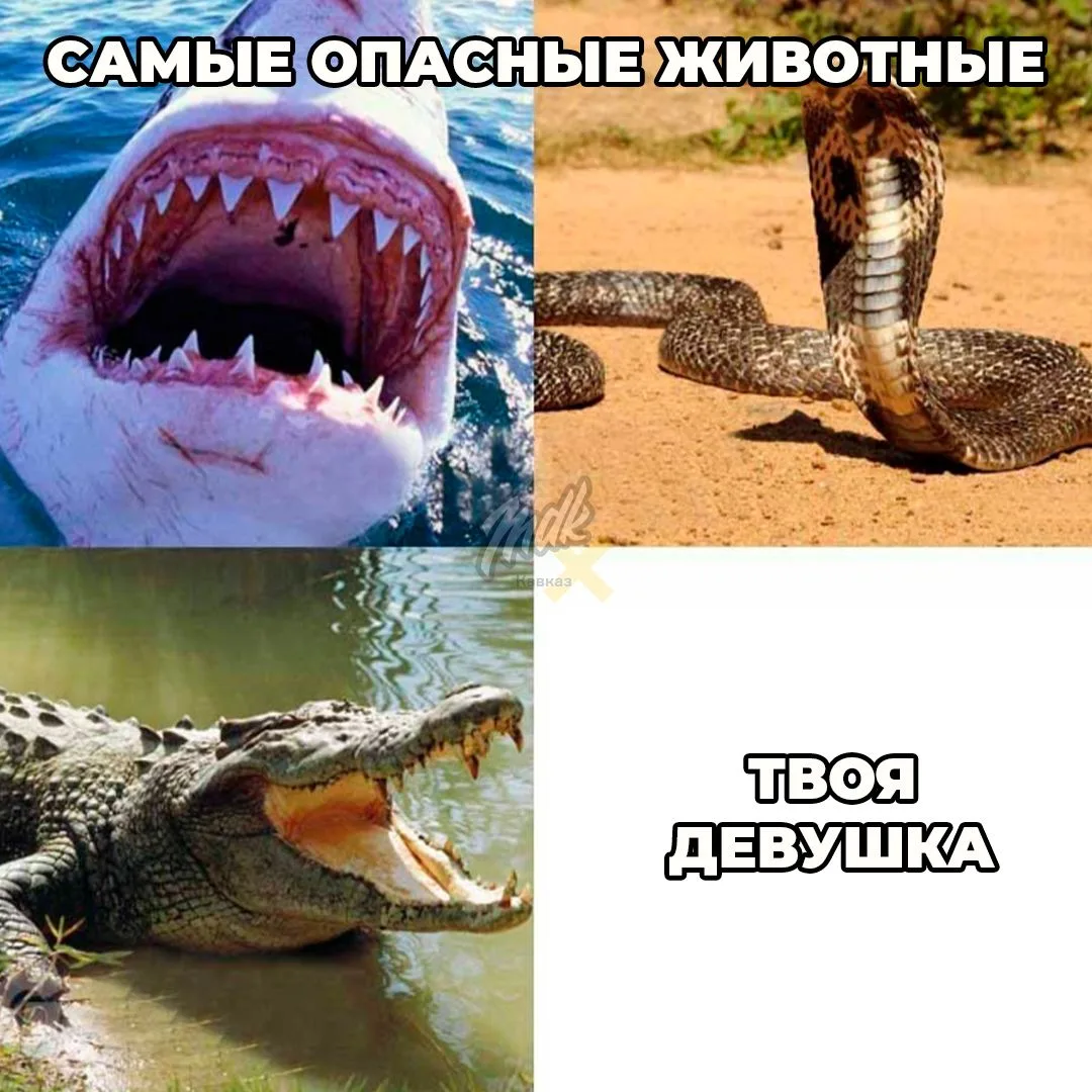 Пока не поела карман в Ставрополе
