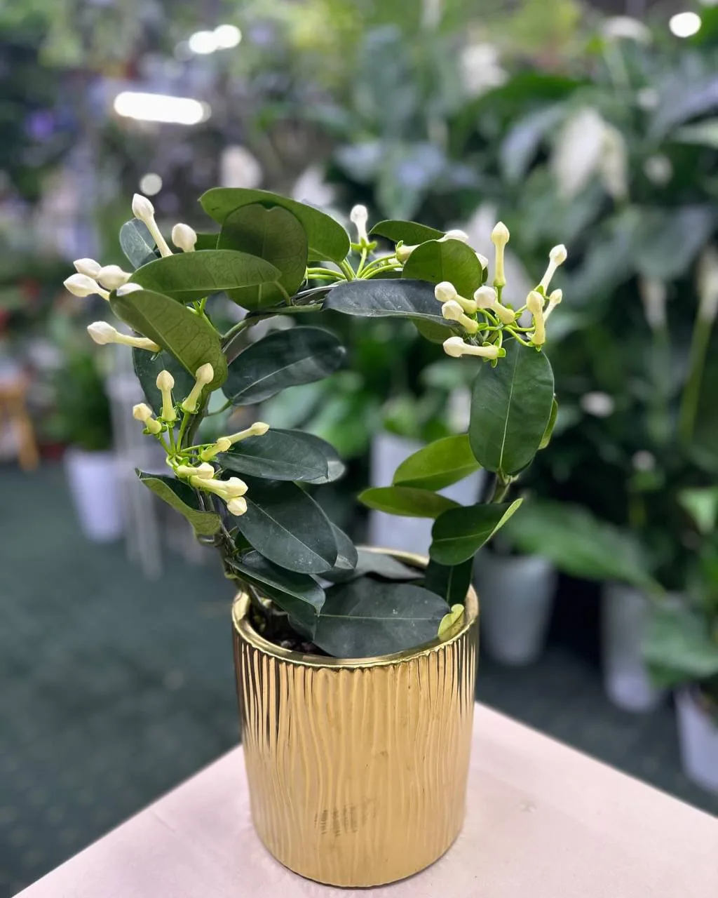 Жасмин. Уход 🌼