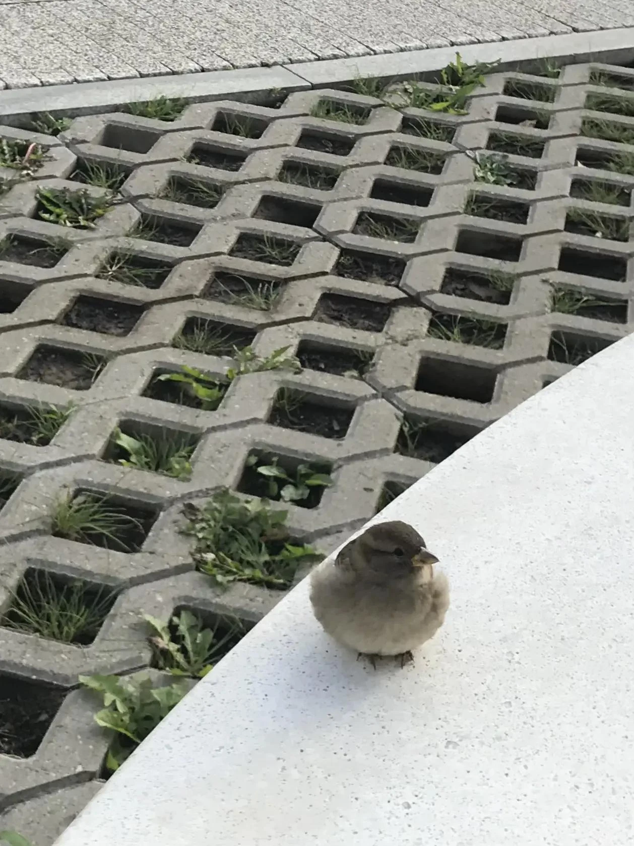 История из жизни одного воробья в объективе корреспондентов ВЕСТИ35.РФ... 🐦