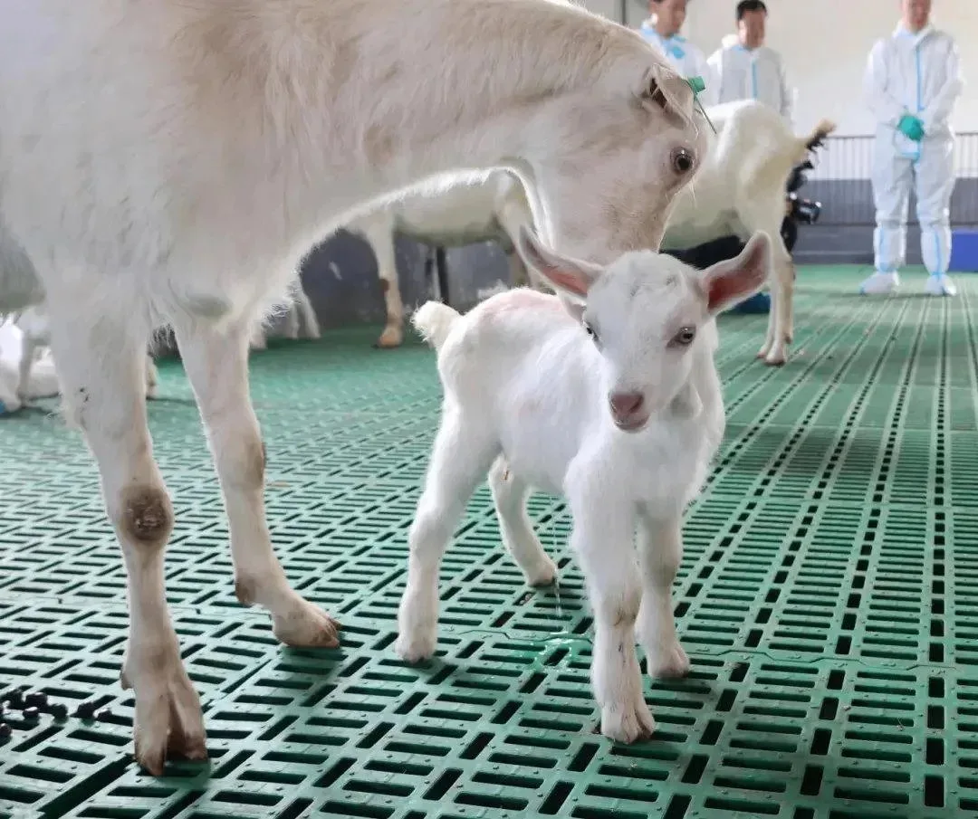Молочные клоны  🐏 Китай впервые массово клонировал домашних животных.  На основе породистых особей у