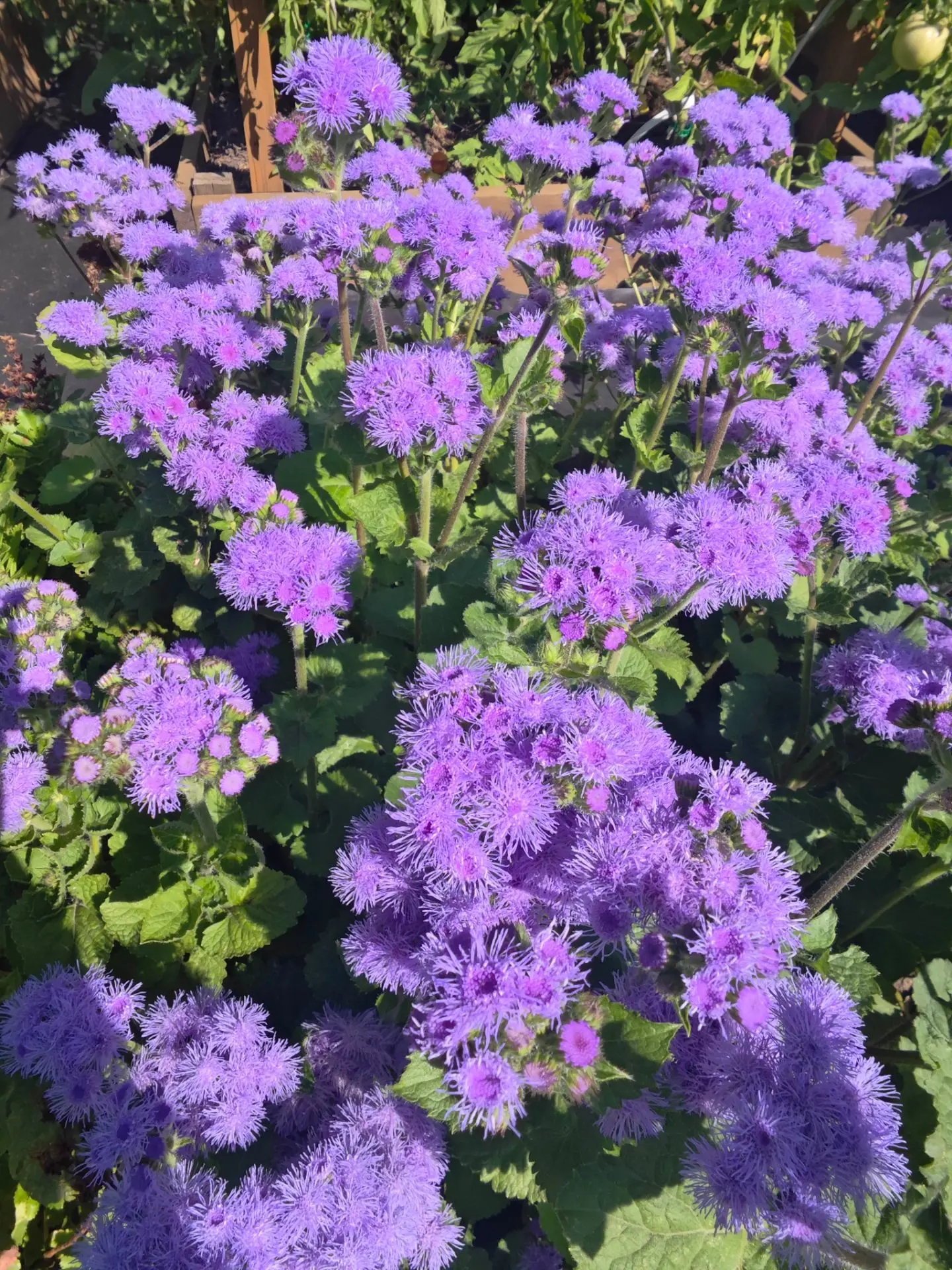 Бывает сиреневым, розовым и белым. Но я люблю больше 💜