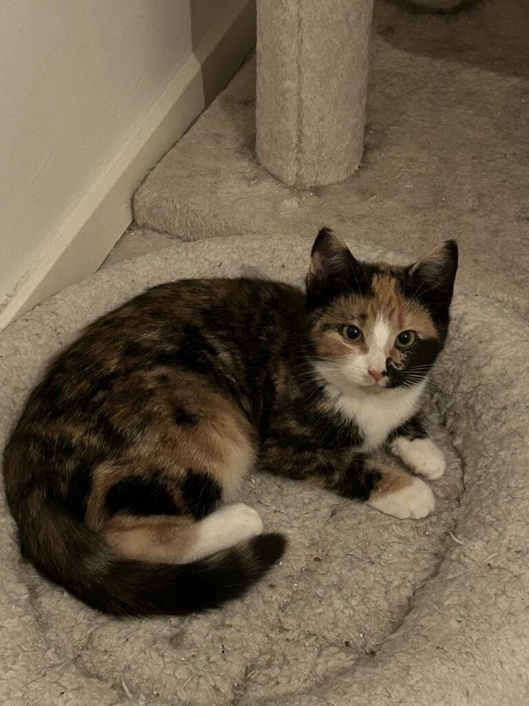 #КотикПодписчика 🥰