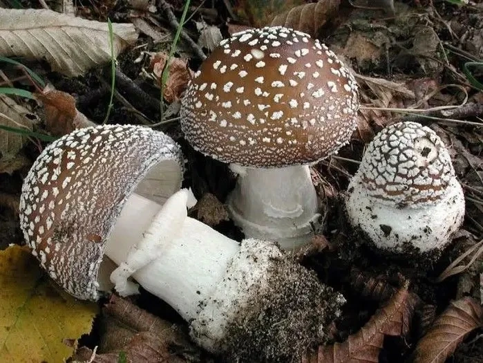 Недавно мы рассказывали о ядовитых ягодах и растениях Иркутской области, которые бывают...