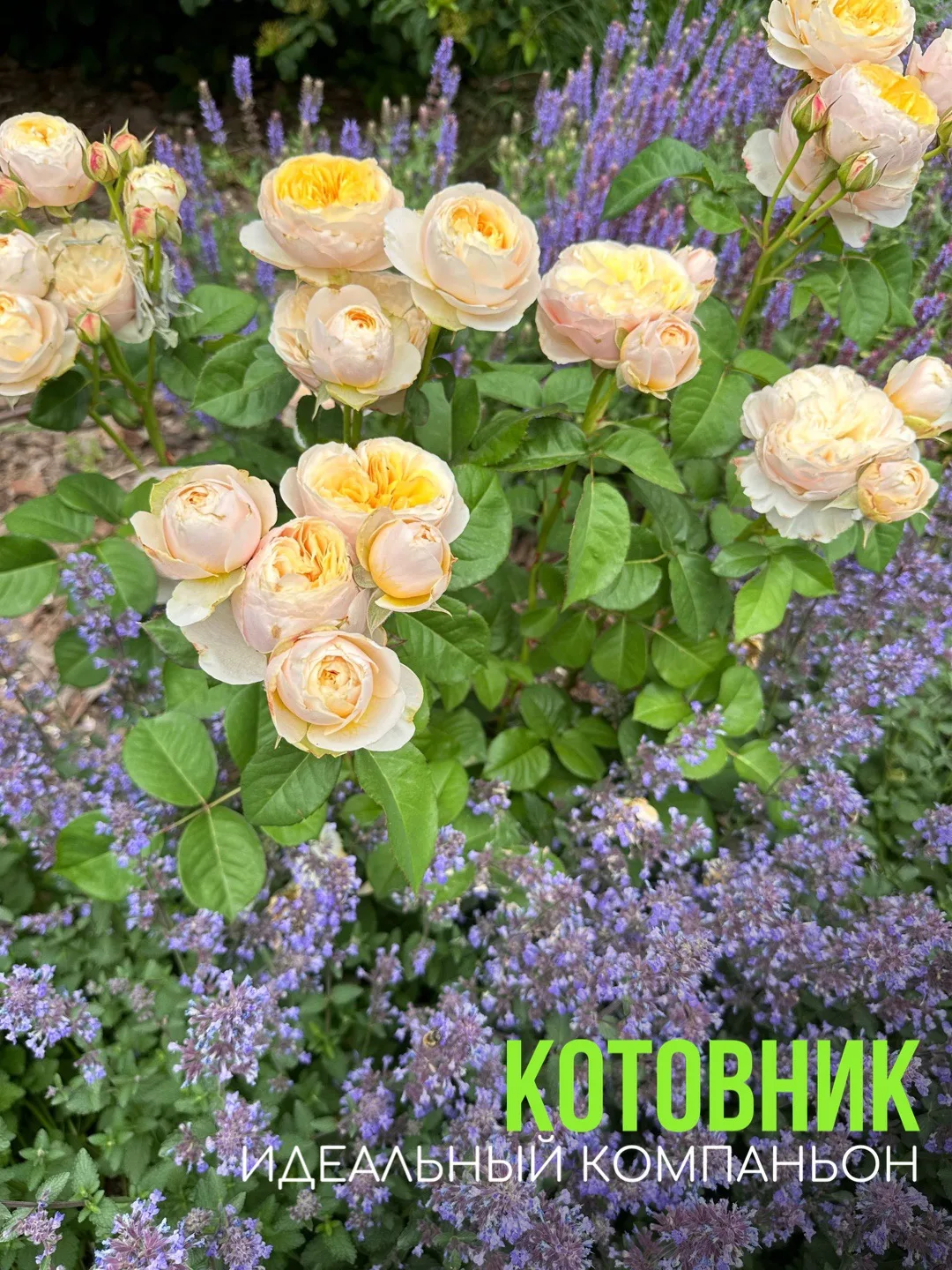 💜 Котовник — тот самый многолетник, который делает сад невероятно красивым без лишних усилий!

Его 