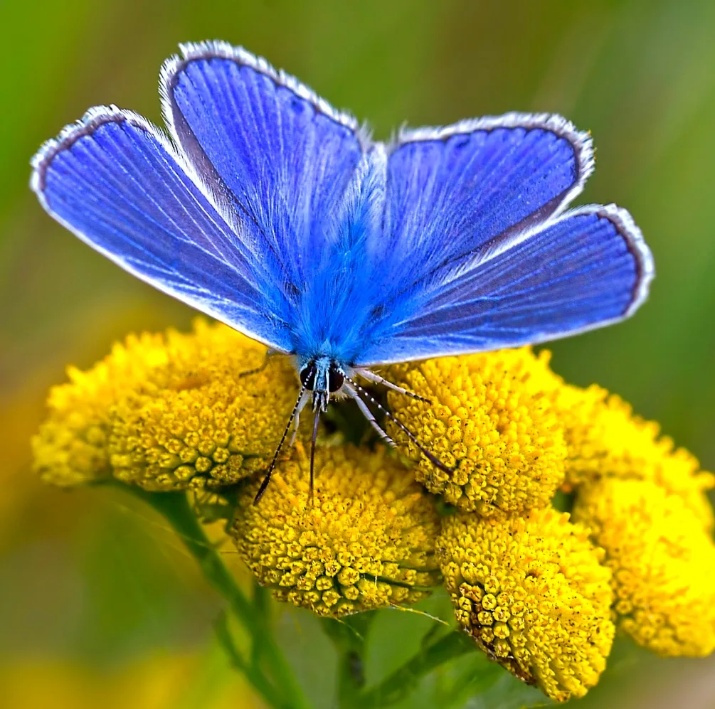 🟢БЕСЕДЫ О ПРИРОДЕ

🦋🤩Вот и подошла к концу вторая неделя июня, а это значит, что пора подвести ит