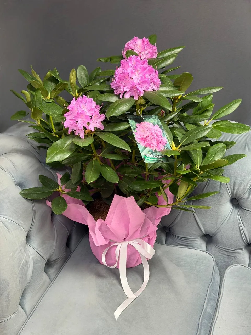 Рододендрон 🌸
Красивое многолетнее растение 🌱 
Под заказ 💗